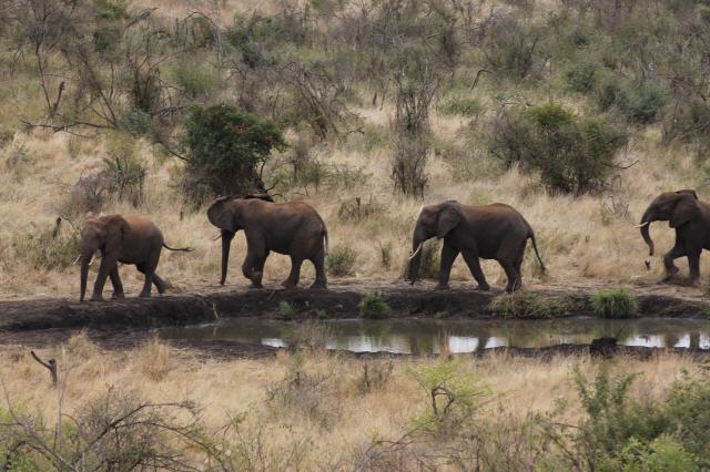Tarangire